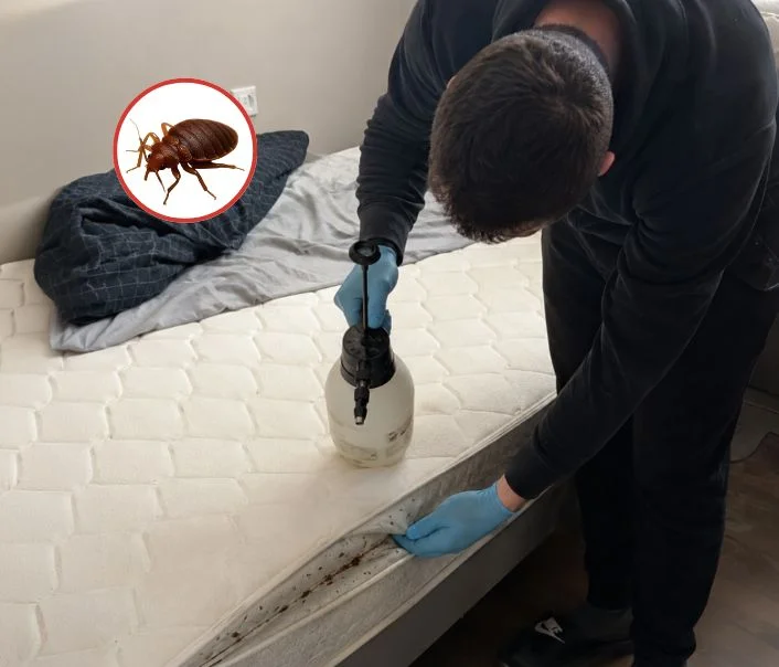 Technicien traitant un matelas contre les punaises de lit à Ponthévrard